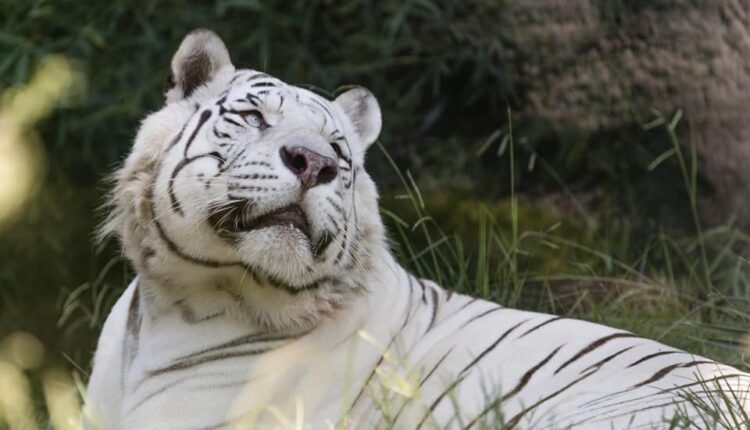 Ecoparque: trasladarán a los dos tigres blancos a un santuario en Estados Unidos